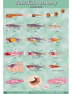 Zebrafish Anatomy Poster 9312
