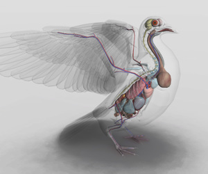 3D Bird Anatomy Software